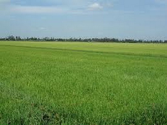 Đến 2020, tỉnh Bình Định có 51.002 ha đất trồng lúa