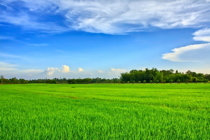 Theo quy hoạch, đến năm 2020 tỉnh Sóc Trăng có 263.087 ha đất nông nghiệp, trong đó có 138.002 ha đất trồng lúa