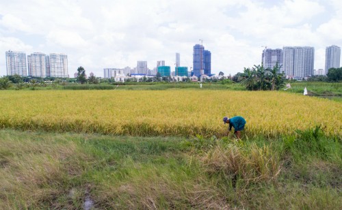 Người dân ở Thanh Đa, Bình Thạnh thu hoạch lúa trên đất nông nghiệp
