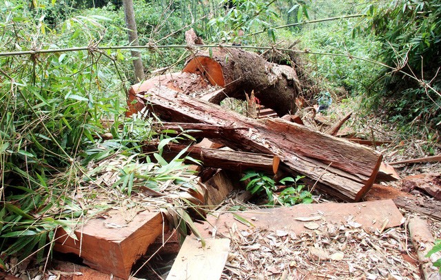 Hiện trường xảy ra vụ phá rừng ở xã Chà Vàl