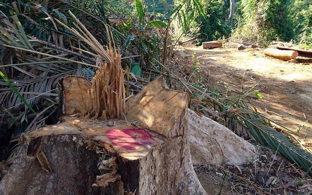Quảng Nam: Bắt tạm giam giám đốc phá rừng tự nhiên