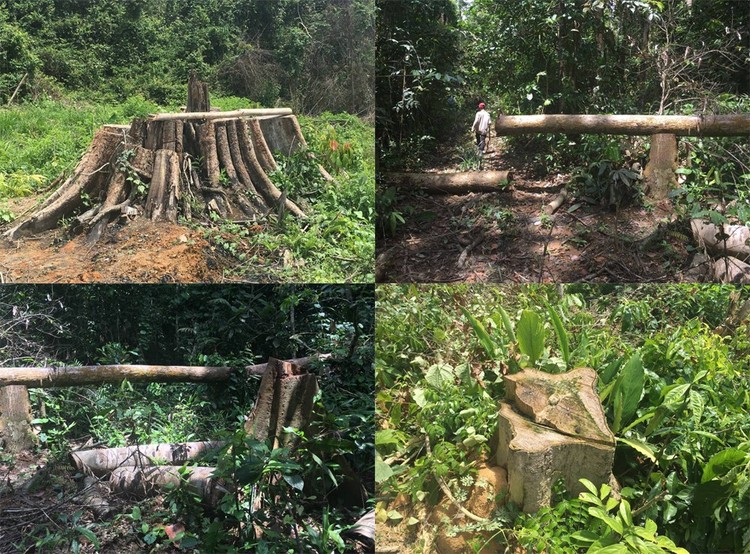 Cây gỗ bị chặt hạ trái phép tại khoảnh 7, tiểu khu 363, huyện Đồng Phú, tỉnh Bình Phước.