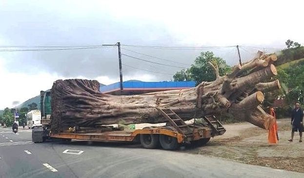 Thêm 1 xe chở cây "quái thú" bị bắt khi đi qua Huế, trước đó xe đã vượt chốt nhiều trạm CSGT các tỉnh thành từ Đắk Lắk về Huế