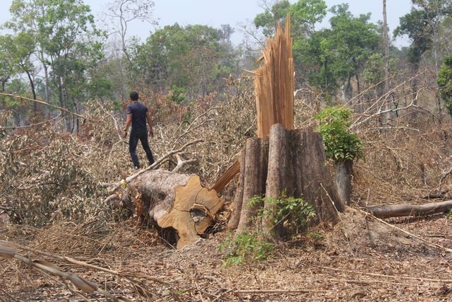 Hiện trường một vụ phá rừng biên giới tại xã Ia O (huyện Ia Grai) gần đây