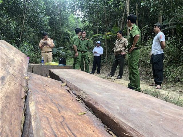 Cơ quan chức năng kiểm đếm số gỗ (ảnh VKSND tỉnh Đắk Lắk)