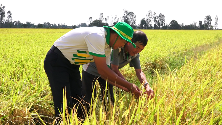 Cán bộ kỹ thuật Phân bón Phú Mỹ khảo sát tăng trưởng của lúa.