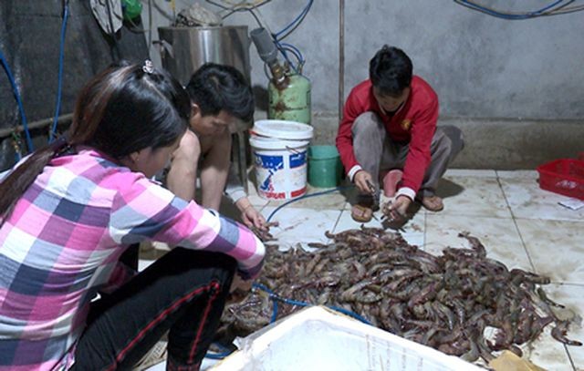 Nhân viên của cơ sở kinh doanh thủy sản Thanh Ngát đang bơm tạp chất vào tôm bị lực lượng chức năng bắt quả tang.