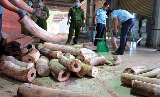 Lượng lớn ngà voi lên đến 9,12 tấn được để chung với gỗ xẻ thành phẩm.