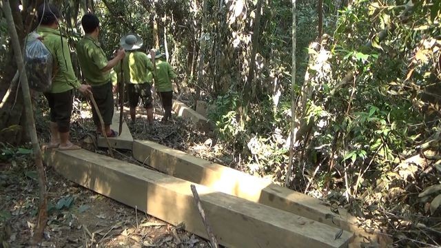 Hiện trường vụ phá rừng phòng hộ ở huyện Tây Trà