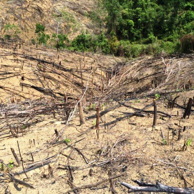 Hai cha con ở Bình Định bị khởi tố 2 cha con chặt phá 11.300 m2 rừng tự nhiên (ảnh minh họa).