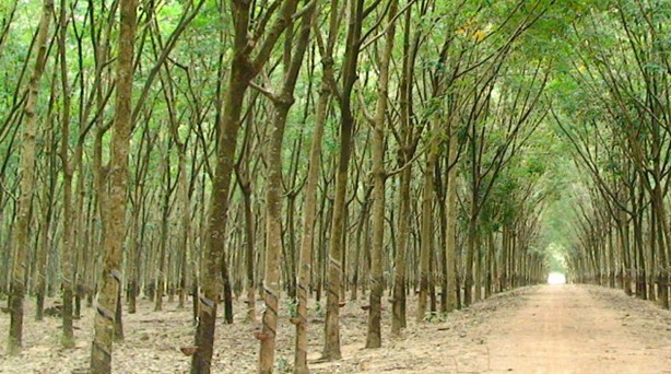 Ngày 16/5/2019, đấu giá 90.403 cây cao su thanh lý tại tỉnh Đắk Lắk