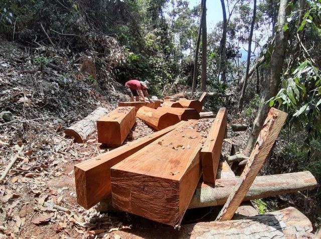Hiện trường vụ phá rừng ở xã Cà Dy, huyện Nam Giang