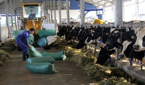 Trang trại bò của Sữa Mộc Châu, công ty do GTNFoods gián tiếp sở hữu 51%.