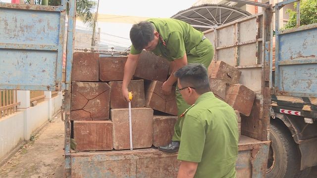 Cơ quan chức năng tiến hành kiểm đếm số gỗ lậu