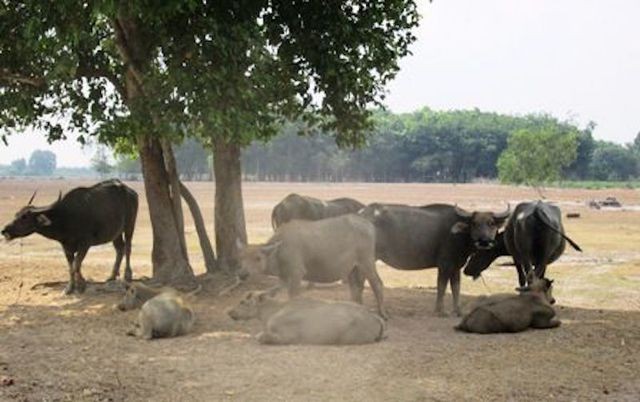Dự án Công viên Sài Gòn Safari bị “đắp chiếu” gần 2 thập kỷ và trở thành nơi chăn thả trâu bò