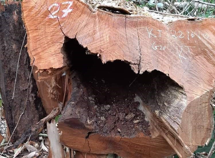Một gốc gỗ táu tại vườn quốc gia Pù Mát bị đốn hạ. 