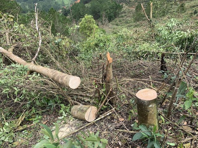 Lâm Đồng: Bắt quả tang 11 đối tượng cưa hạ rừng trái phép