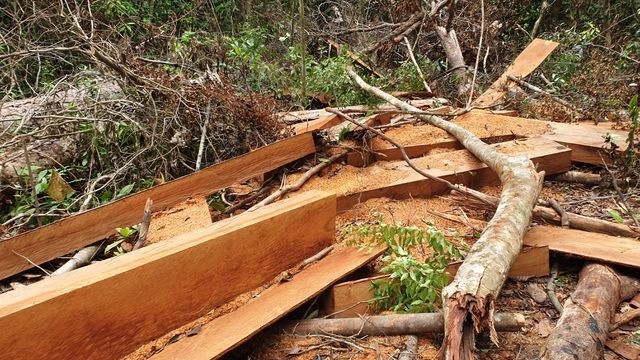 Hiện trường vụ phá rừng vừa được phát hiện tại thôn 1, xã Trà Kót, huyện Bắc Trà My