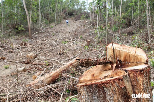 Một trong những vụ phá rừng tại lâm phần quản lý của Công ty lâm nghiệp Ea Kar