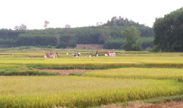 Hàng trăm thửa đất của người dân xã Bình Khương, huyện Bình Sơn bị cấp nhầm sổ đỏ.