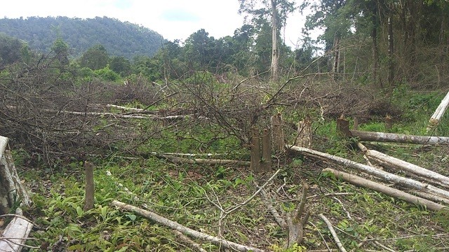 Nhiều diện tích rừng trên địa bàn huyện Chư Rrông bị lấn chiếm để làm nương rẫy