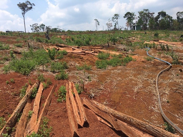 Nhiều diện tích rừng của HTX Hơp Tiến bị phá, lấn chiếm
