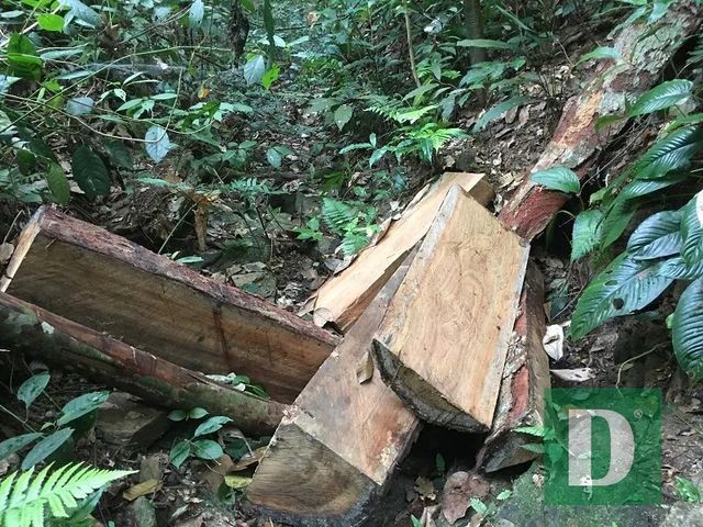 Hiện trường vụ phá rừng tại Lâm trường Trường Sơn.