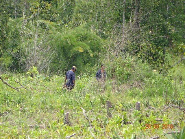 Nhiều cánh rừng trên địa bàn huyện Chư Prông bị lấn chiếm để làm nương rẫy
