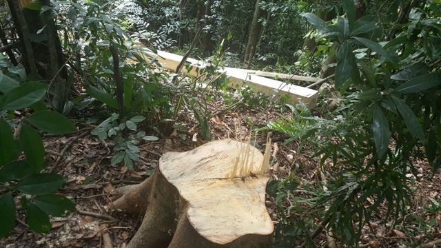 Địa bàn xã Vĩnh Ô luôn phát hiện nhiều vụ phá rừng.