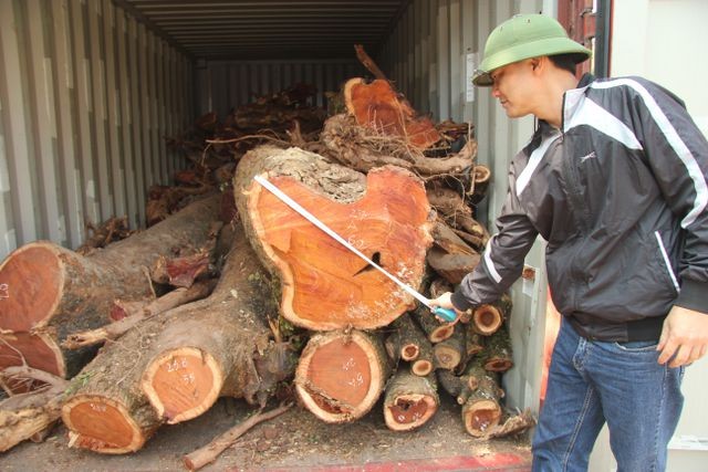 Người dân tiến hành đo đạc, kiểm tra lại số gỗ sưa đỏ tại nhà văn hóa thôn Phụ Chính