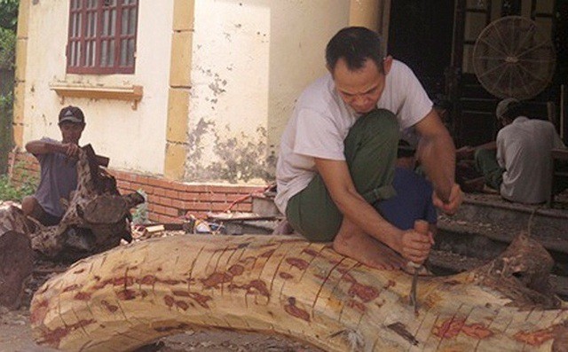 Những khúc gỗ sưa đỏ đang được người dân thôn Phụ Chính đẽo vỏ chờ bán đấu giá.