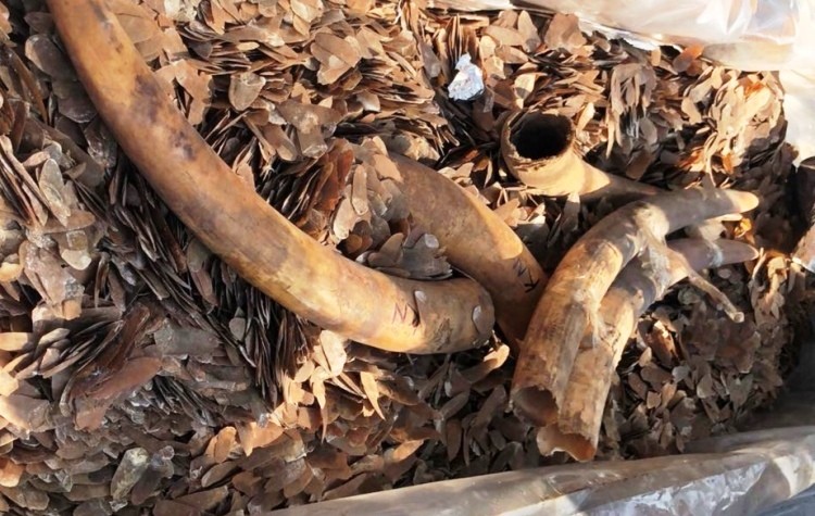 Hơn 2 tấn ngà voi và vẩy tê tê giấu trong container gỗ. Ảnh: CTV