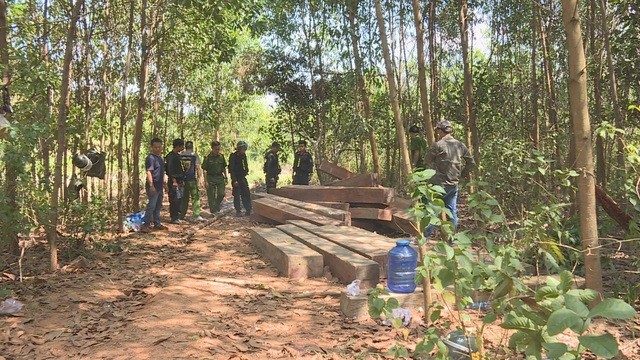 Hiện trường vụ tập kết gỗ rừng quy mô lớn tại địa bàn xã Cư Yang (huyện Ea Kar, Đắk Lắk)