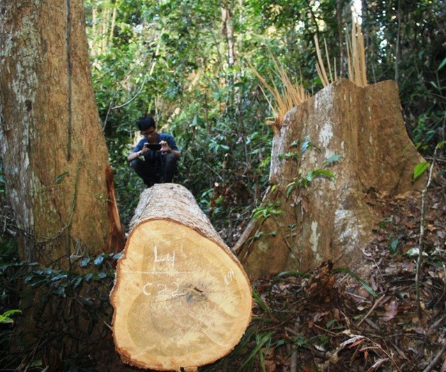Nhiều cây gỗ dổi to ở khu rừng tự nhiên huyện Vĩnh Thạnh bị đốn hạ không thương tiếc.