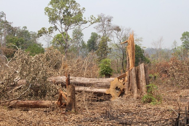 Một vụ phá rừng làm nương rẫy xảy ra trên địa bàn xã Ia O (huyện Ia Grai) trong thời gian qua