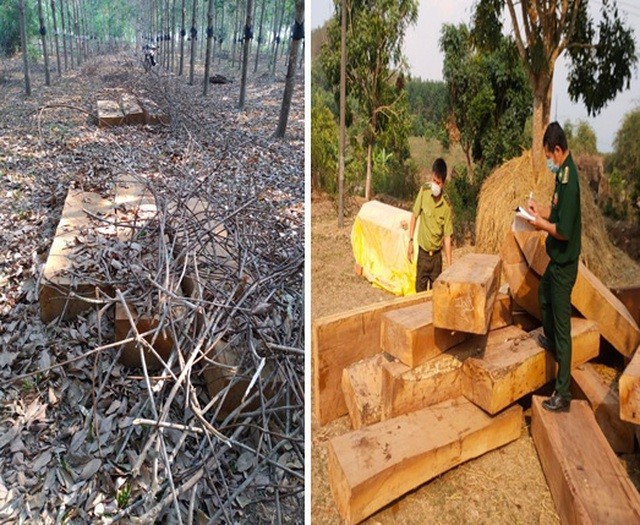 Hiện trường phát hiện vụ tàng trữ gỗ lậu tại huyện Ngọc Hồi 