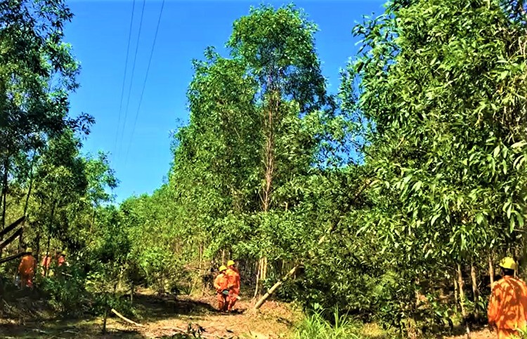 Công nhân Điện lực Diên Khánh - Khánh Vĩnh (PC Khánh Hòa) phát quang hành lang tuyến 35kV huyện Khánh Vĩnh