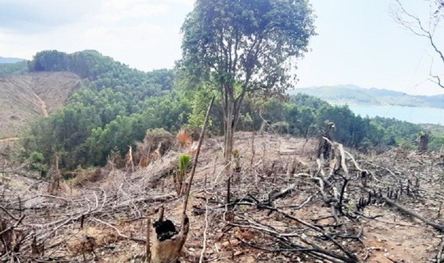 Diện tích rừng đầu nguồn sông Bồ khoảng 2 hecta bị đốt cháy rụi, nhiều cây bị đốn hạ trơ gốc và mang đi khỏi hiện trường