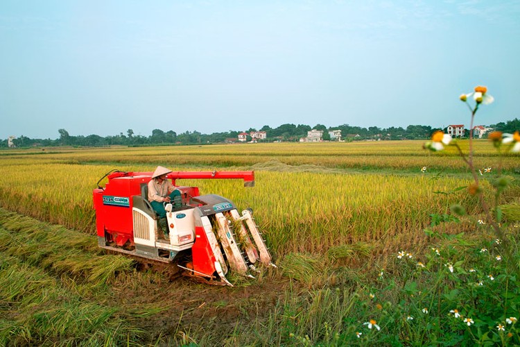 Nhiều doanh nghiệp ngành hàng lúa gạo chưa có đủ điều kiện về vốn để đầu tư ứng trước cho nông dân. Ảnh: Tiên Giang