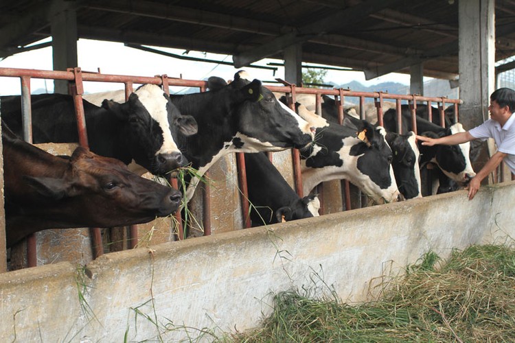 Hạn chế về vốn là rào cản lớn đối với đa số doanh nghiệp chăn nuôi trong nước Ảnh: Tất Tiên