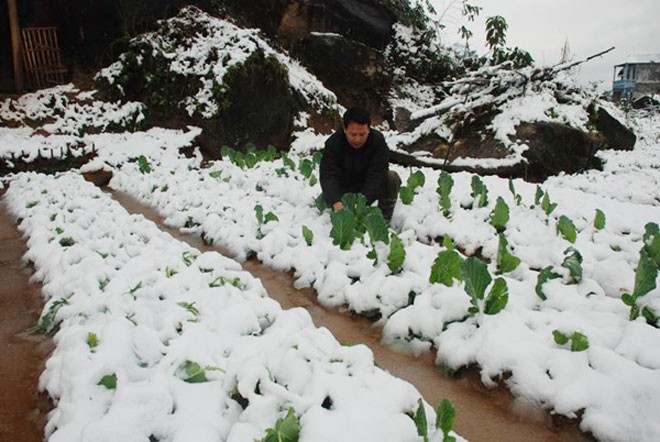 Mưa tuyết trên diện rộng những ngày qua gây nhiều thiệt hại nặng về cây trồng, vật nuôi. Ảnh: Nhã Chi st