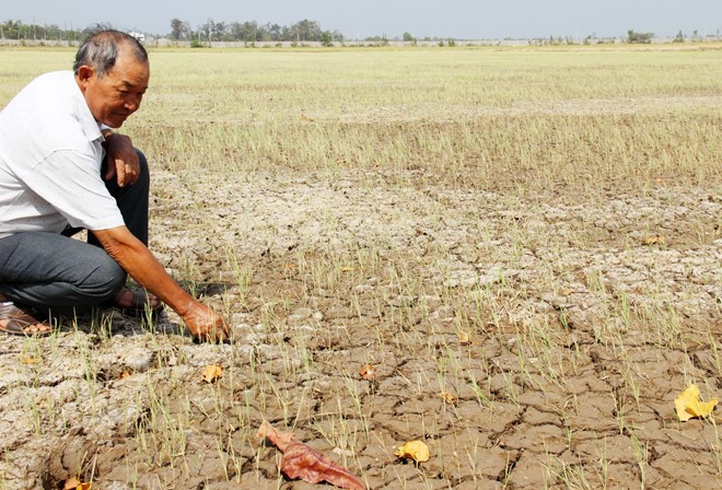 Hạn hán và xâm nhập mặn là một trong các nguyên nhân khiến World Bank hạ dự báo tăng trưởng Việt Nam (Ảnh: Internet)