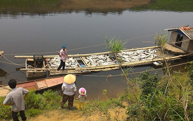 Hàng chục tấn cá đã bị chết trên sông Bưởi (Thanh Hóa) do Công ty CP mía đường Hòa Bình gây ô nhiễm dòng sông. Ảnh: Anh Quân st