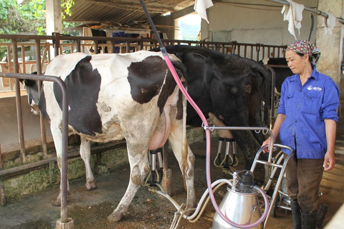 Công ty CP Giống bò sữa Mộc Châu mang lại nguồn thu chính của Vilico. Ảnh: Tiên Giang