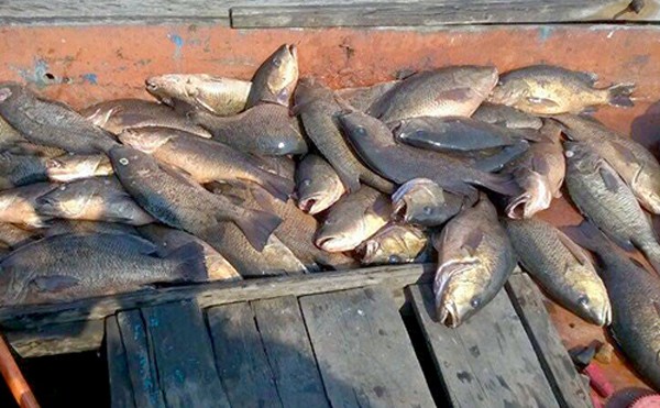 Hiện tượng cá chết hàng loạt diễn ra tại 4 tỉnh miền Trung từ tháng 4. Ảnh:Đức Hùng.