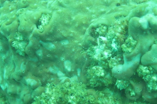 Lớp màng nhầy chứa độc tố bao phủ cá và rặng san hô gây hiện tượng hải sản chết được phát hiện vào tháng 6.