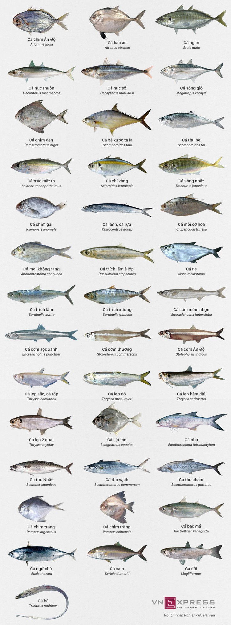Các loại cá biển miền Trung khuyến cáo an toàn để ăn