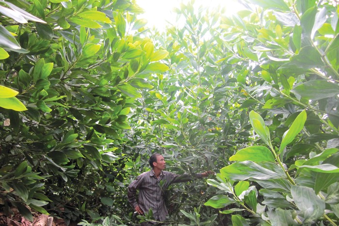 Forexco là một trong những công ty được phép trồng và khai thác rừng lớn nhất tỉnh Quảng Nam. Ảnh: Phương Thảo
