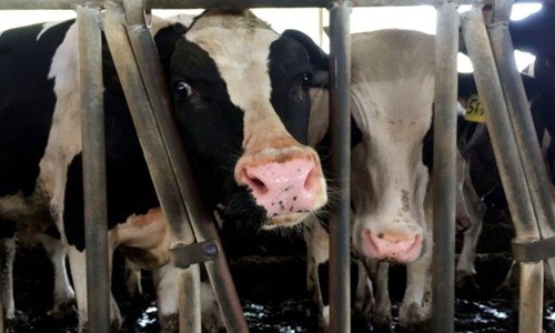 4.000 con bò sẽ được nhập về Qatar để phục vụ sản xuất nội địa. Ảnh:Reuters