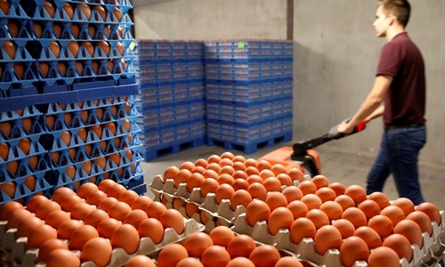 Trứng gà được đóng thùng để đưa đi tiêu thụ tại một nông trại ở Wortel, Bỉ, ngày 8/8. Ảnh:Reuters.